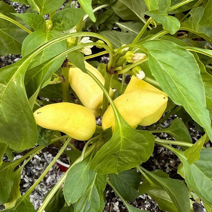 Capsicum annuum var. conoides 'Yellow' Golden Cone Pepper Seeds
