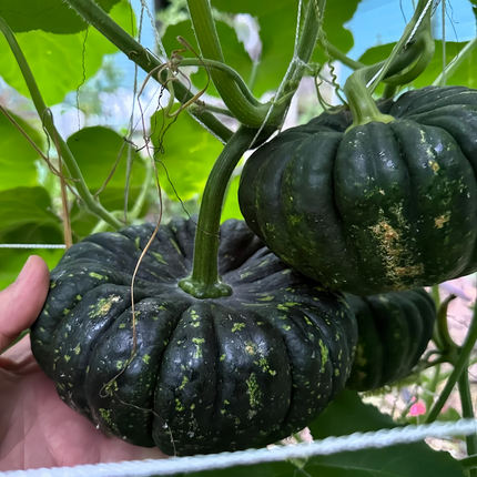Cucurbita moschata 'Golden-Boy' Yellow Winter Squash Seeds