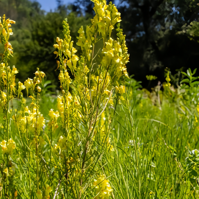Linaria Vulgaris 'Yellow' Butter and Eggs Seeds