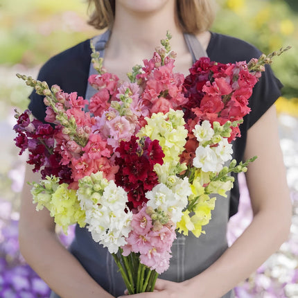 Antirrhinum Majus 'Mix' Multicolor Snapdragon Seeds