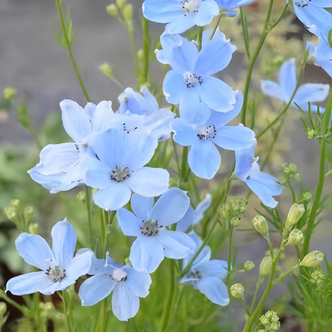 Delphinium 'Bright Blue' Ornamental Seeds