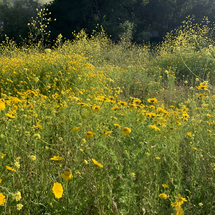 Golden Yellow Flower Combination Mix Seeds