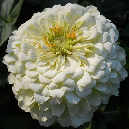 Zinnia Elegans 'White' Classic Zinnia Seeds