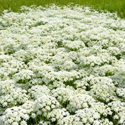 Ammi Majus 'White' Cottage Garden Seeds