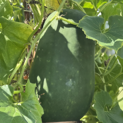 Benincasa hispida 'Green' Winter Melon Seeds