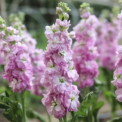 Matthiola Incana 'Pink' Scented Stock Seeds
