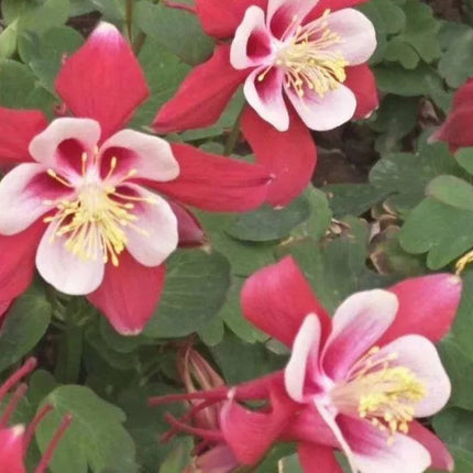 Aquilegia Vulgaris 'Mix' Columbine Flower Seeds