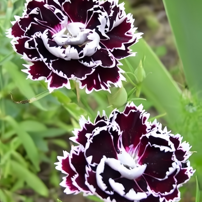 Dianthus 'Dark Purple' Ornamental Seeds