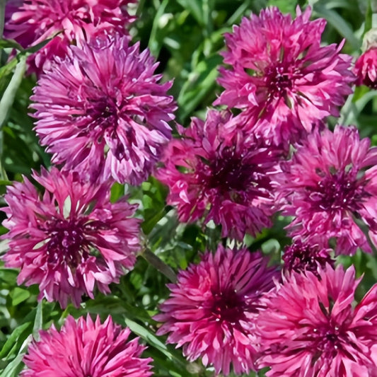 Red Cornflower Seeds - Centaurea Cyanus