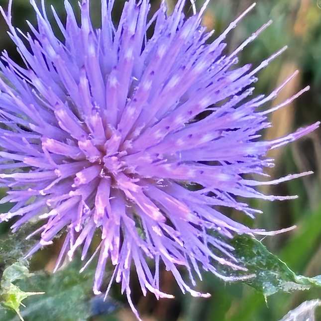 Cirsium Japonicum 'Blue' Ornamental Seeds