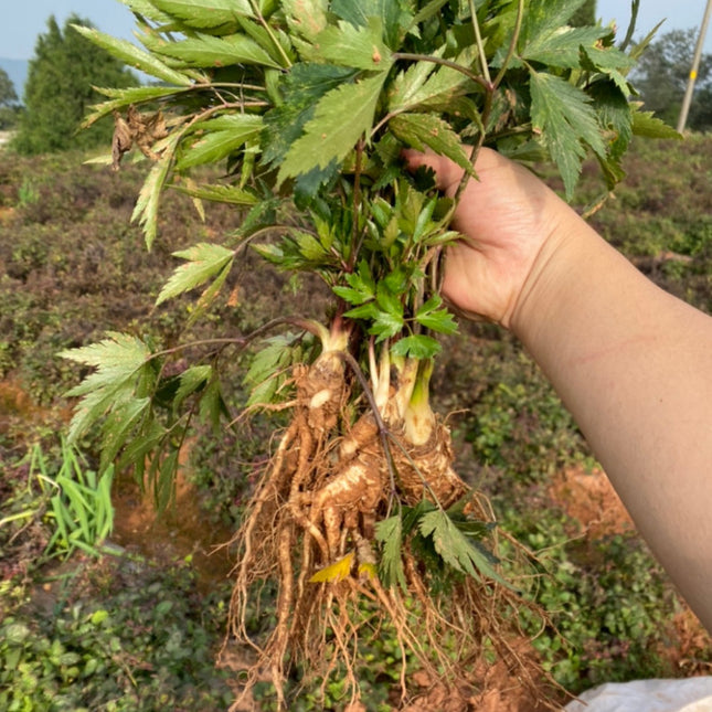 Angelica sinensis 'Dong Quai' Medicinal Herb Seeds