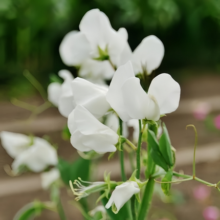 Lathyrus Odoratus 'White' Pure Fragrance Seeds