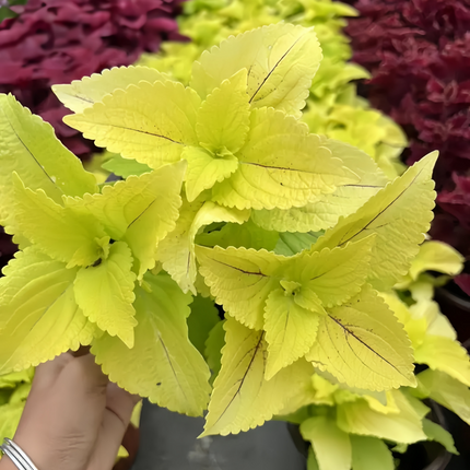 Coleus Scutellarioides 'Yellow' Ornamental Seeds