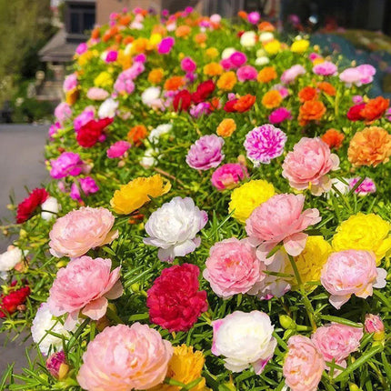 Portulaca Grandiflora 'Mix' Moss Rose Seeds