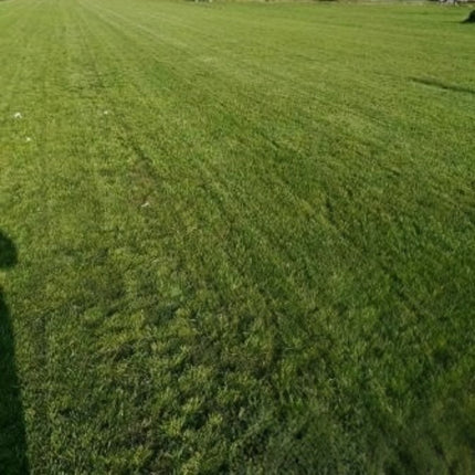 Trifolium pratense 'Ruby' Red Clover Forage Seeds