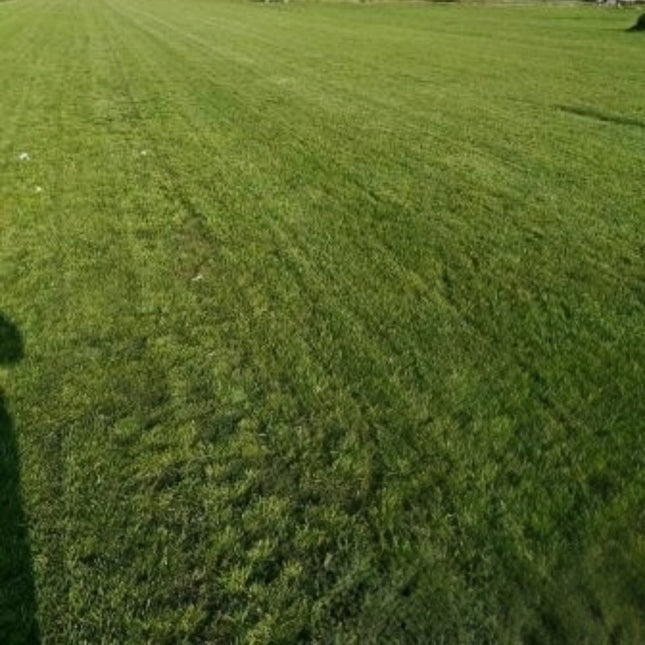 Trifolium pratense 'Ruby' Red Clover Forage Seeds
