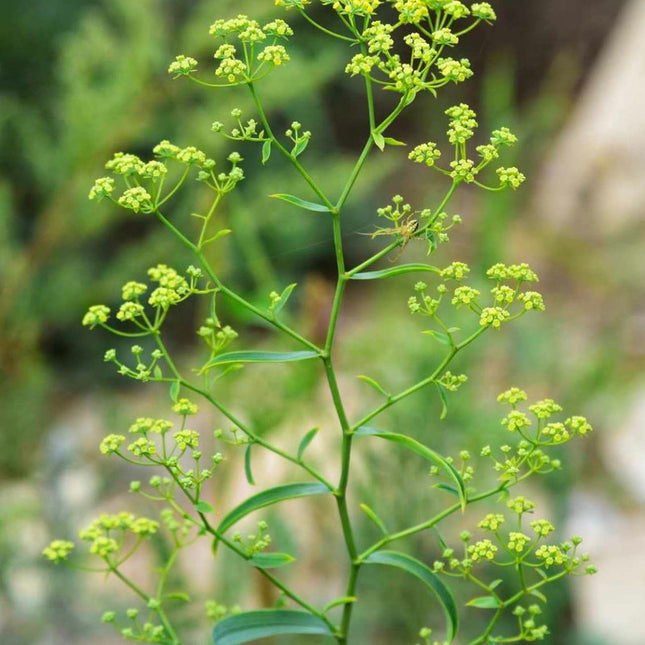 Bupleurum spp. 'Chai Hu' Medicinal Herb Seeds