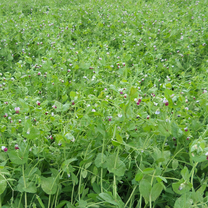 Medicago sativa 'Alfalfa' Legume Hay & Cover Crop Seeds