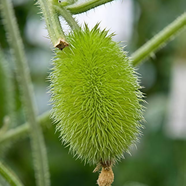 Cucumis sativus 'Yellow' Lemon Cucumber Seeds