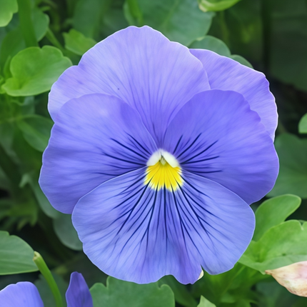Viola Cornuta 'Pure Blue' True Blue Viola Seeds