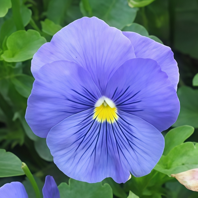 Viola Cornuta 'Pure Blue' True Blue Viola Seeds