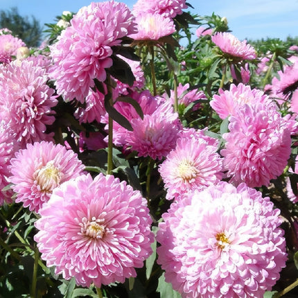 Light Pink Aster Seeds — Callistephus Chinensis