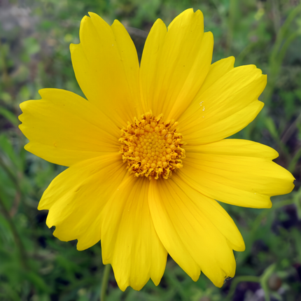 Cirsium Lanceolata 'Yellow' Single Petal Seeds