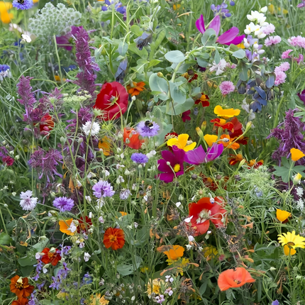 Multicolored Flower Combination Mix Seeds