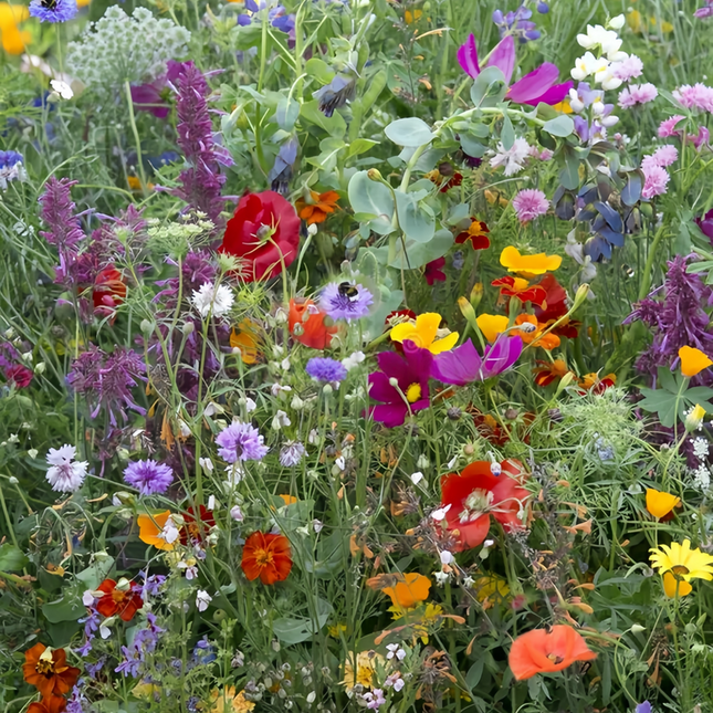 Multicolored Flower Combination Mix Seeds