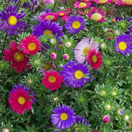 Garden Symphony Aster Seeds — Callistephus Chinensis Mix