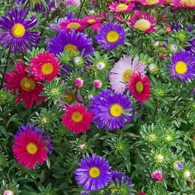 Garden Symphony Aster Seeds — Callistephus Chinensis Mix