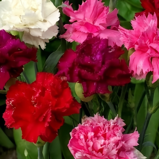 Dianthus 'Double Mix' Ornamental Seeds
