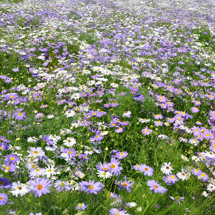 Brachycome Iberidifolia 'White' Swan River Daisy Seeds