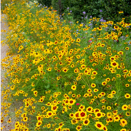 Moisture Resistant Flower Combination Mix Seeds
