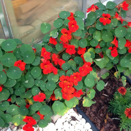 Tropaeolum Majus 'Purplish Red' Nasturtium Seeds