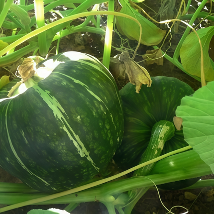 Cucurbita moschata 'Green and White' Speckled Squash Seeds