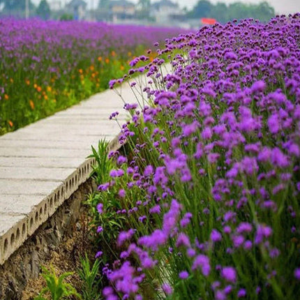 Verbena Officinalis 'Purplish Red' Ornamental Seeds