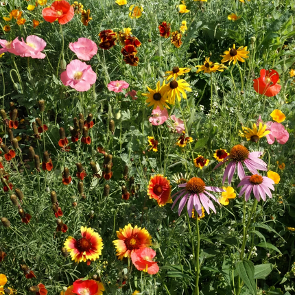 Drought Tolerant Flower Combination Mix Seeds