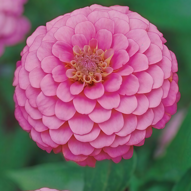 Zinnia Elegans 'Rose Red' Pink Zinnia Seeds