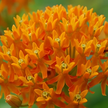 Asclepias Curassavica 'Tangerine' Butterfly Garden Seeds