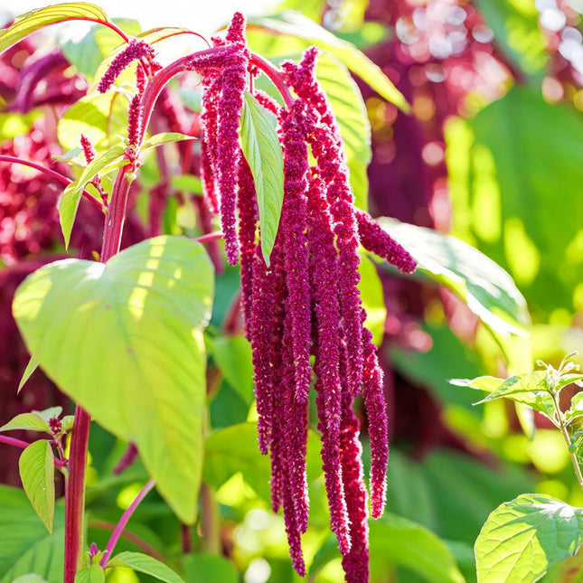 Amaranthus Caudatus 'Red' Love-Lies-Bleeding Seeds