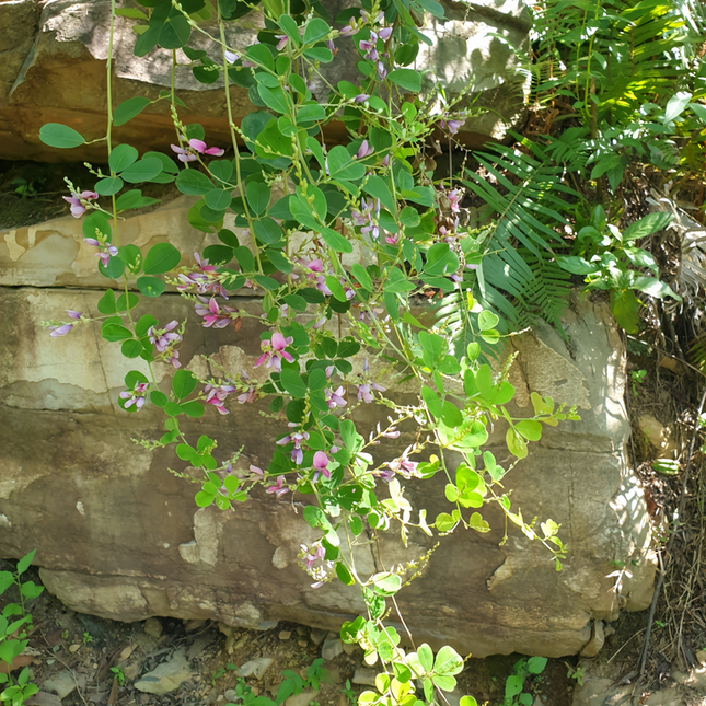 Lespedeza thunbergii 'Bush Clover' Forage & Erosion Control Seeds