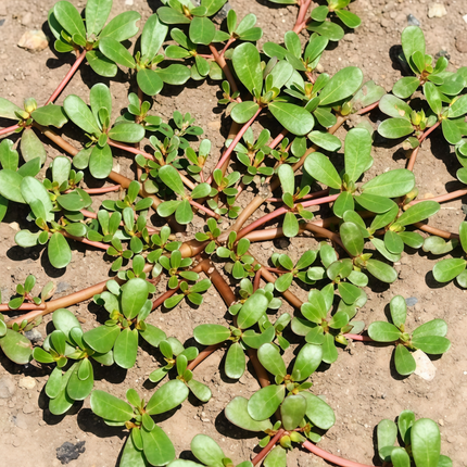 Portulaca oleracea 'Purslane' Vegetable & Herb Seeds