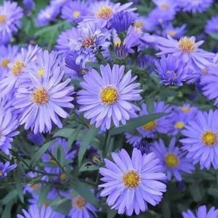 Aster Amellus 'Mix' Multi-Color Bloom Seeds