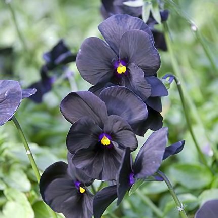 Viola Cornuta 'Black' Midnight Pansy Seeds