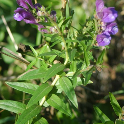 Scutellaria spp. 'Huang Qin' Medicinal Herb Seeds