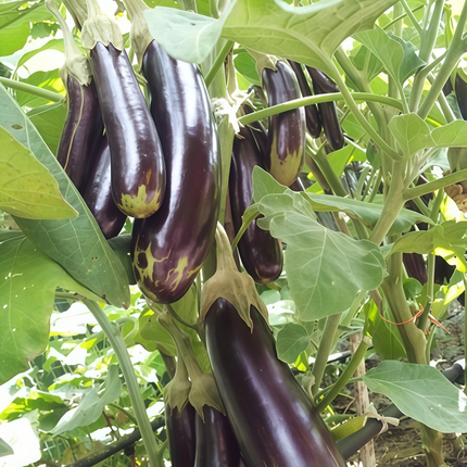Solanum melongena 'Purple' Eggplant Seeds