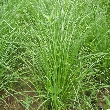 Paspalum notatum 'Bahiagrass' Lawn & Pasture Seeds