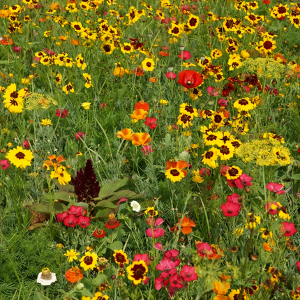 Shade Tolerant Flower Combination Mix Seeds