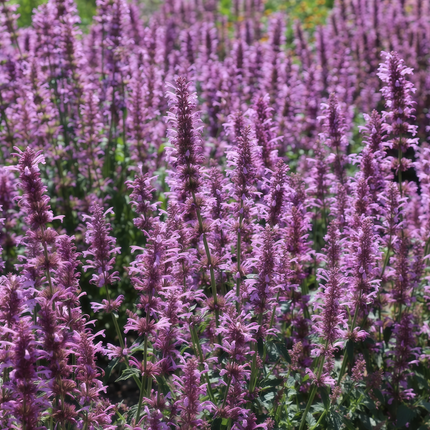 Agastache Rugosa 'Light Red Purple' Hyssop Seeds